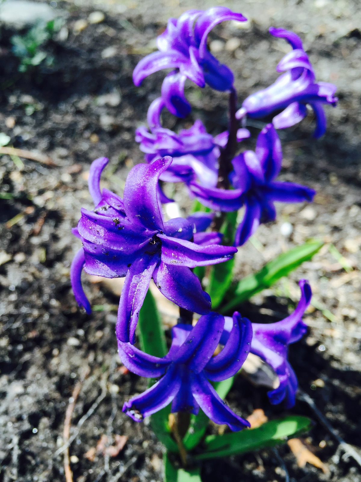 Purple hyacinth blossoms growing from dark garden soil