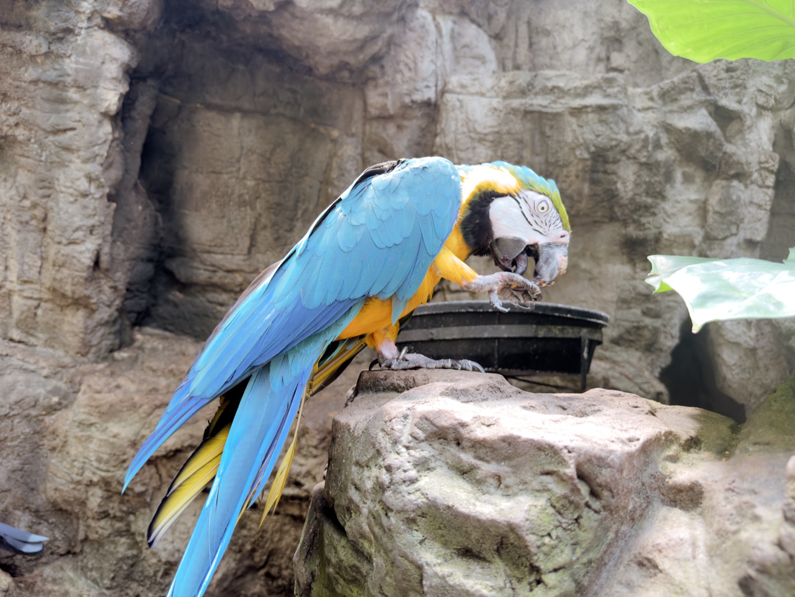 Blue-and-yellow macaw perched on a rock and holding food to its beak