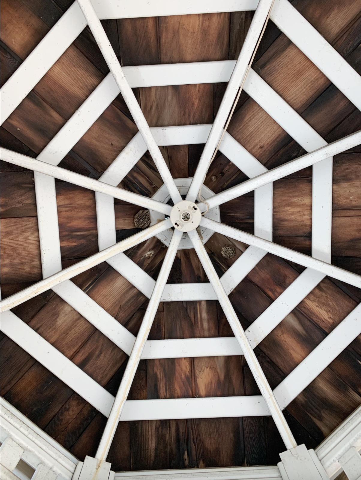 Wooden gazebo ceiling with white radial beams, an empty light socket, and two small wasp nests
