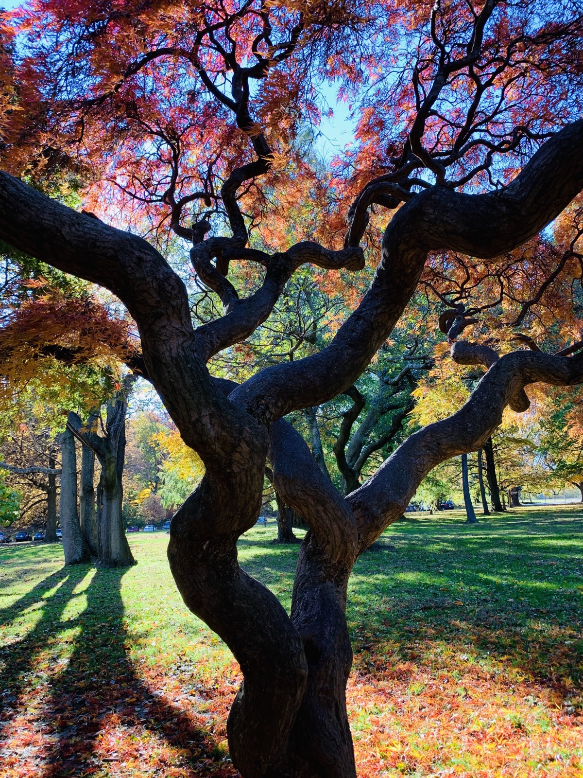 Thick twisting tree trunk and branches beneath red and orange autumn leaves